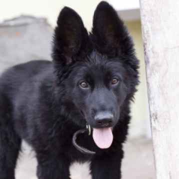 black belgian shepherd puppy